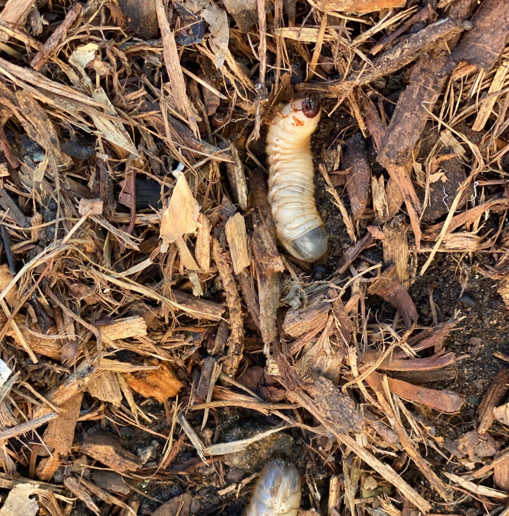 How to Treat Lawn Grub: Synthetic and Natural Methods