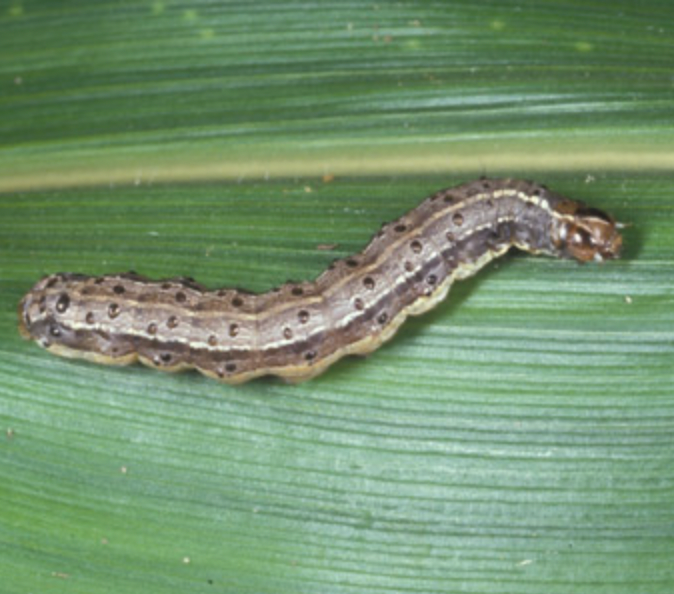 Armyworms in South East Queensland: How to Protect Your Lawn