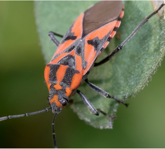 Chinch Bugs: The Hidden Lawn Destroyers and How to Deal with Them