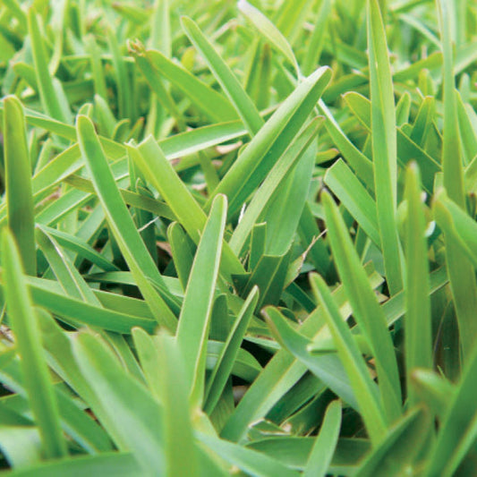Natural Fertilisers and Organic Lawn Care: Nourishing Your Turf Sustainably