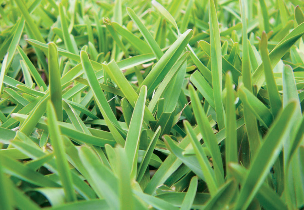 Turf Fundamentals: Choosing the Right Turfgrass for Your Climate and Soil