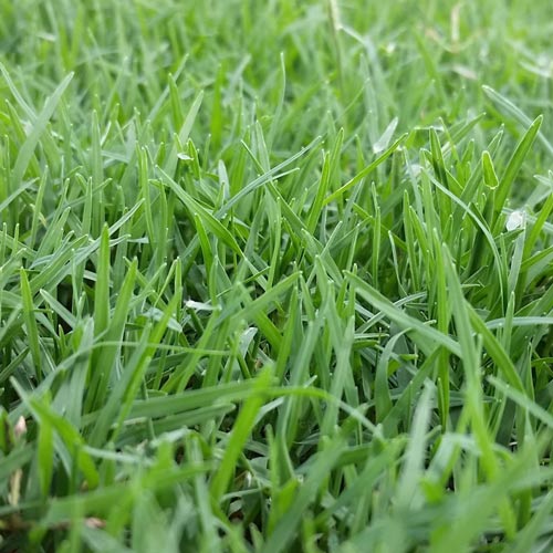 Sustainable Turf Management: Eco-Friendly Practices for a Healthier Lawn